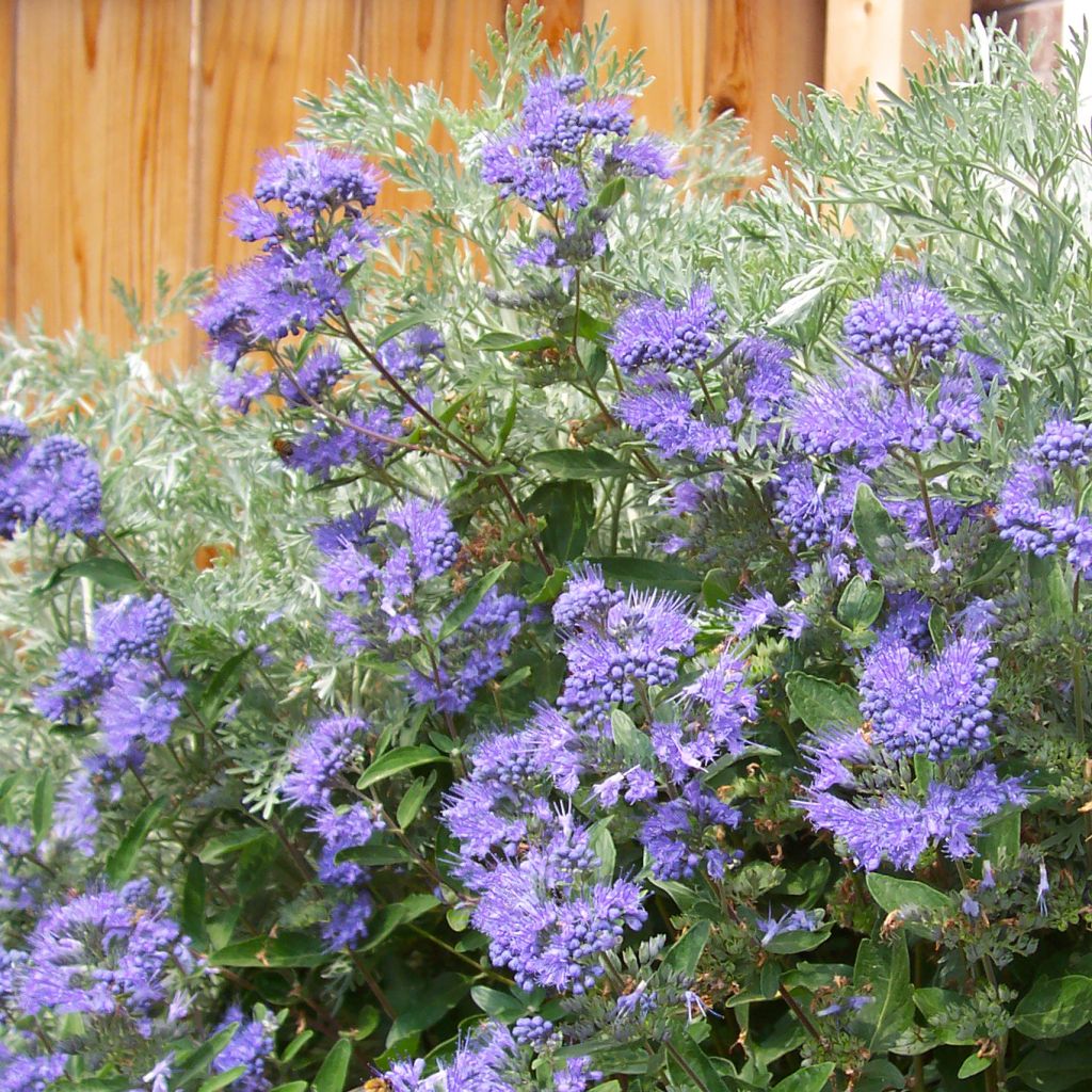 Caryopteris clandonensis Heavenly Blue - Bluebeard