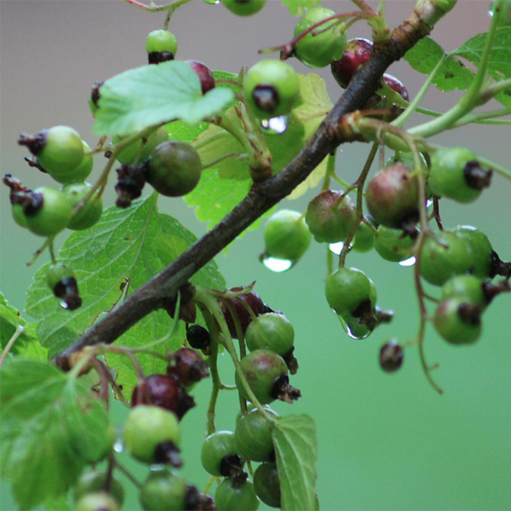 Blackcurrant Ben Nevis - Ribes nigrum