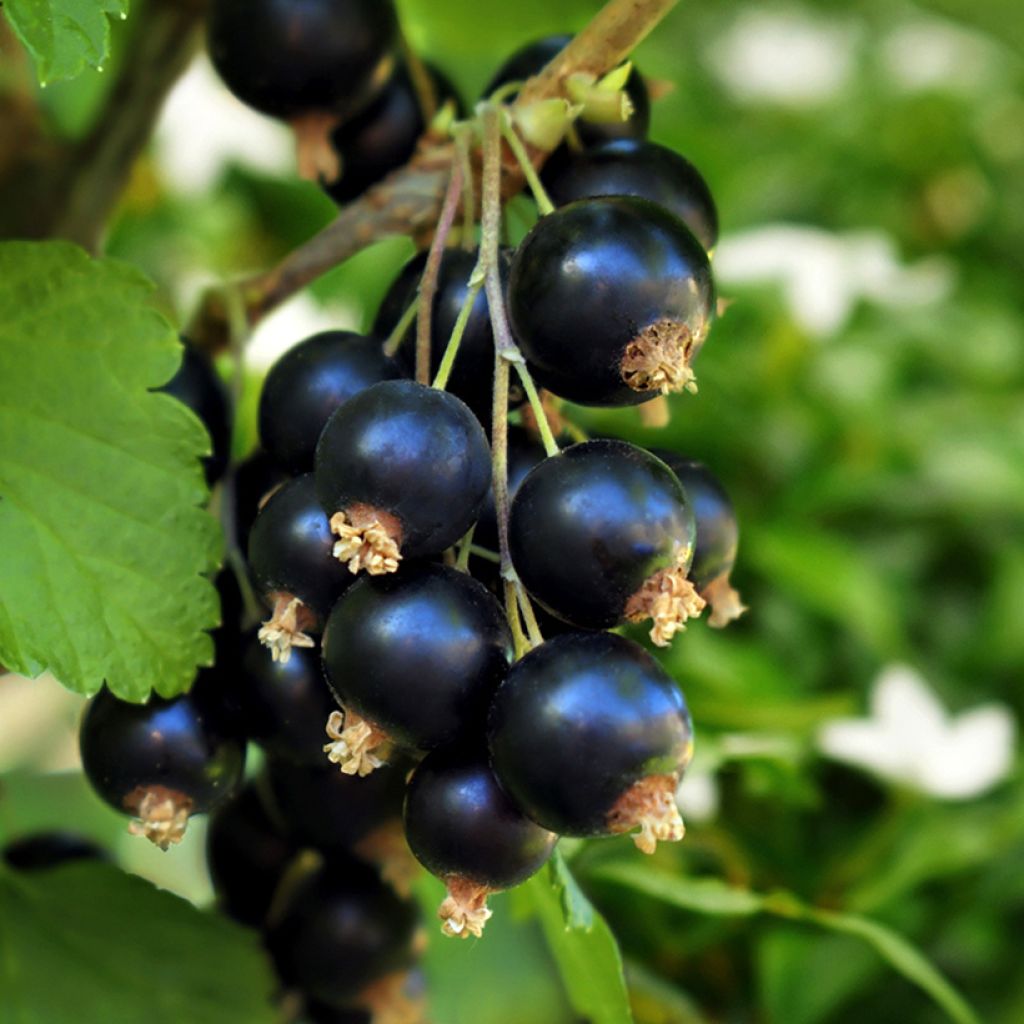 Blackcurrant Black'n Red Premiere - Ribes nigrum