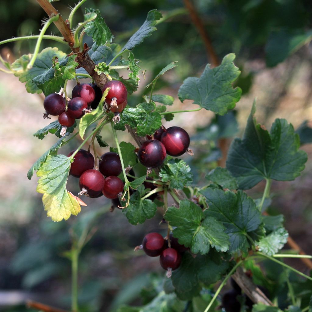 Blackcurrant Bush - Ribes nigrum