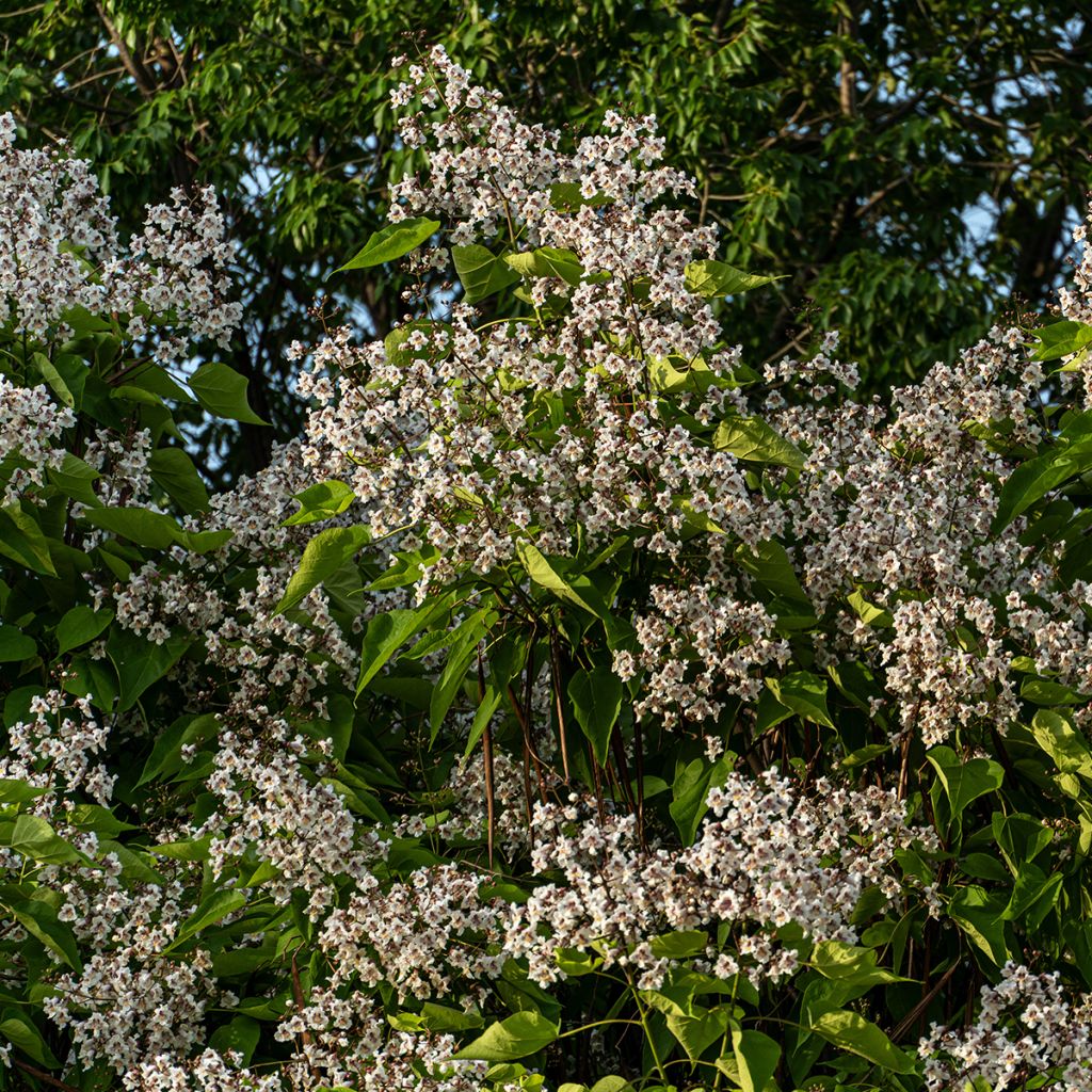 Catalpa bignonioides seeds - Indian bean tree
