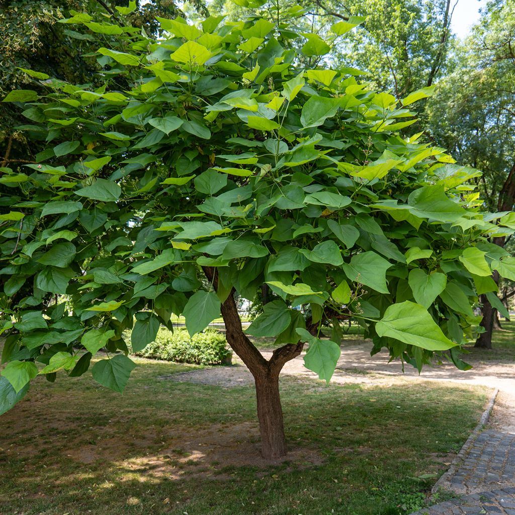 Catalpa bignonioides seeds - Indian bean tree