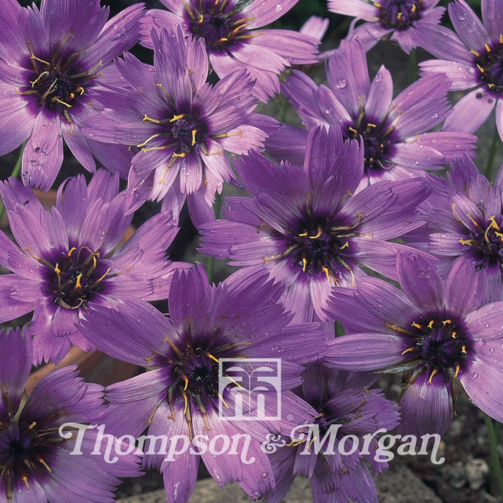 Catananche caerulea Amor Blue