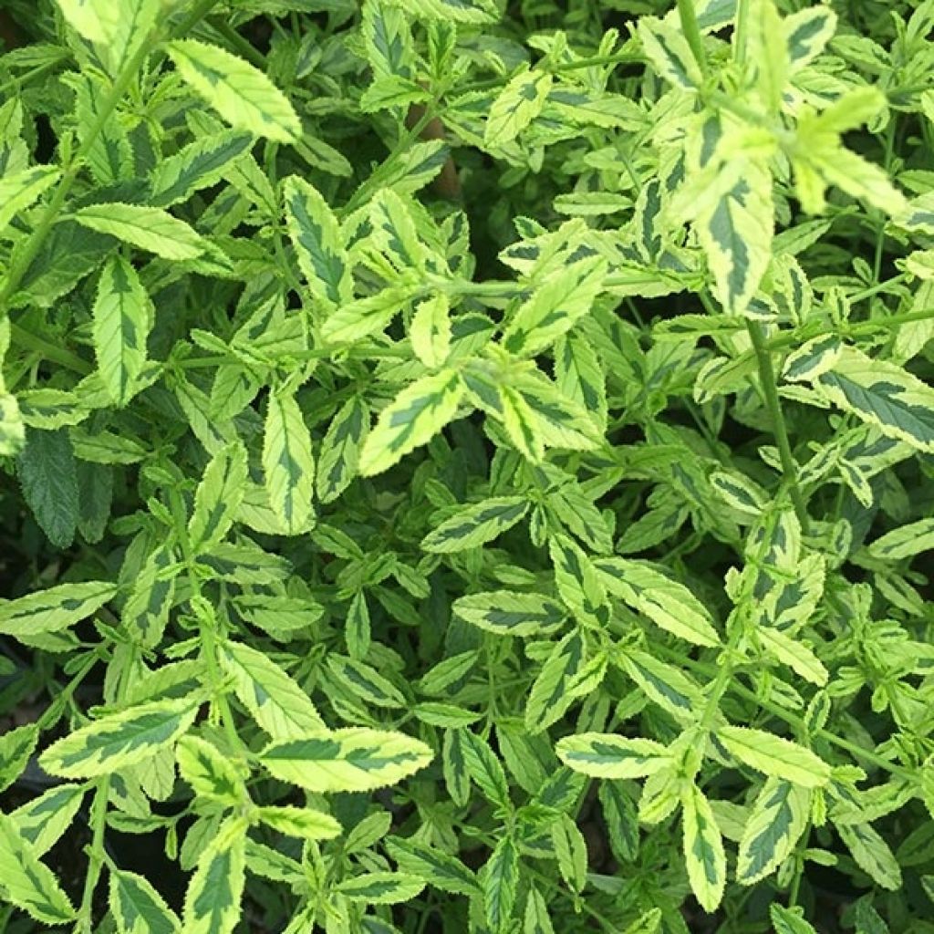 Ceanothus Lemon & Lime