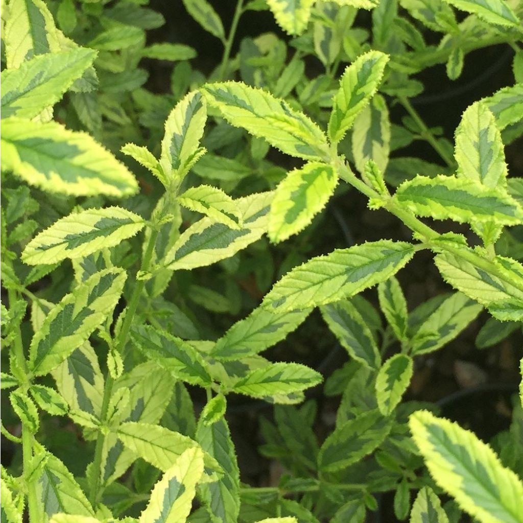 Ceanothus Lemon & Lime