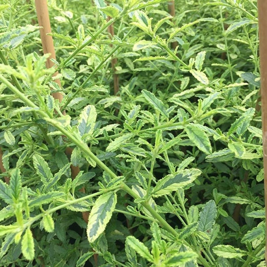 Ceanothus Lemon & Lime