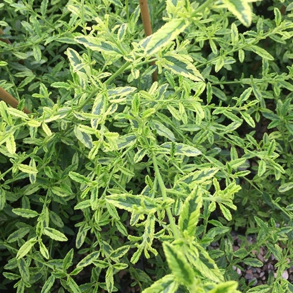 Ceanothus Lemon & Lime