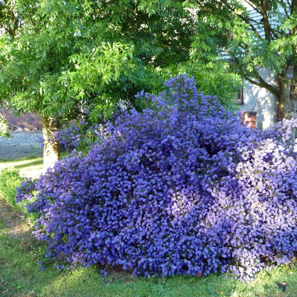 Ceanothus Blue Sapphire