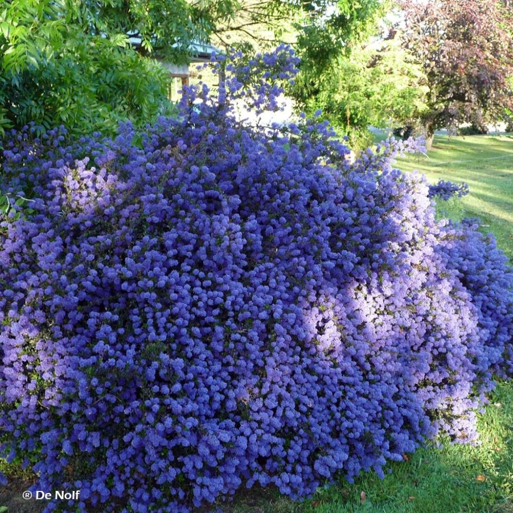 Ceanothus Blue Sapphire