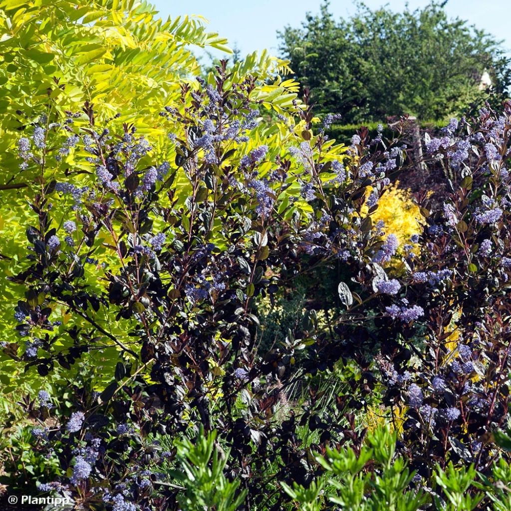 Ceanothus Tuxedo
