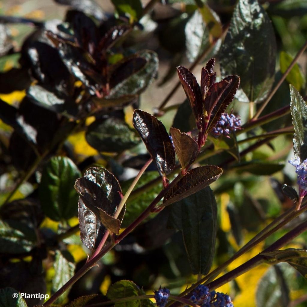 Ceanothus Tuxedo