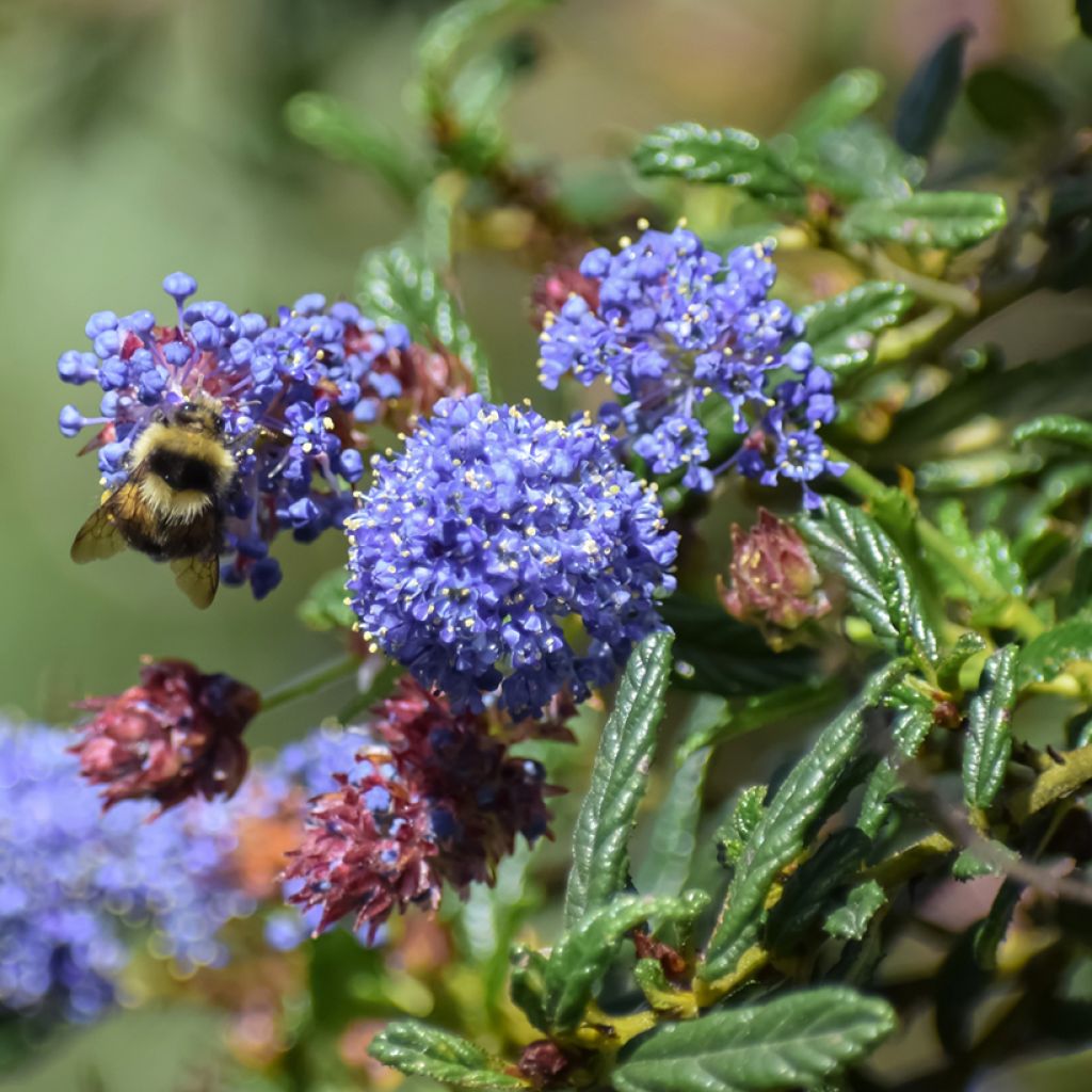 Ceanothus  arboreus Concha