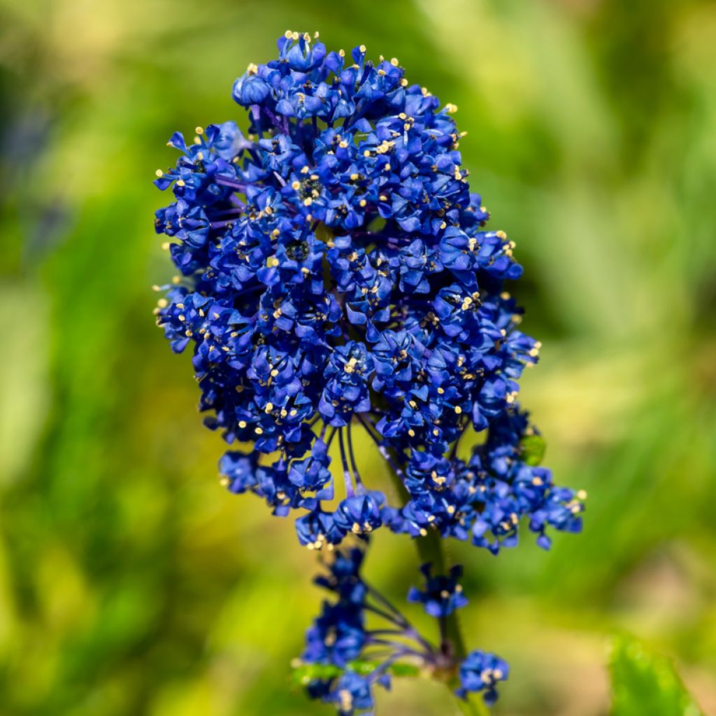 Ceanothus  arboreus Concha
