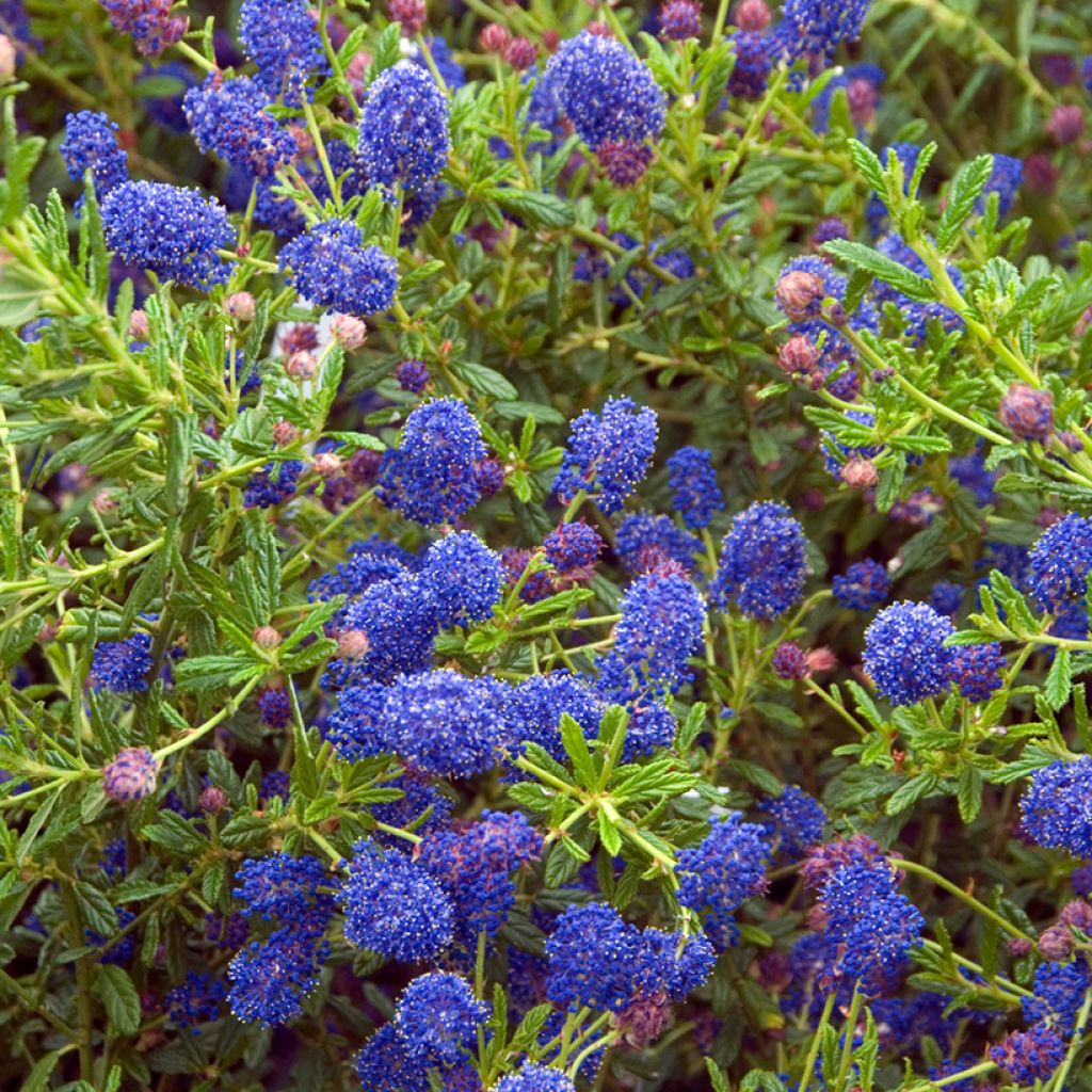 Ceanothus  arboreus Concha