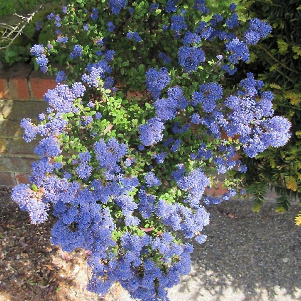 Ceanothus impressus Puget Blue