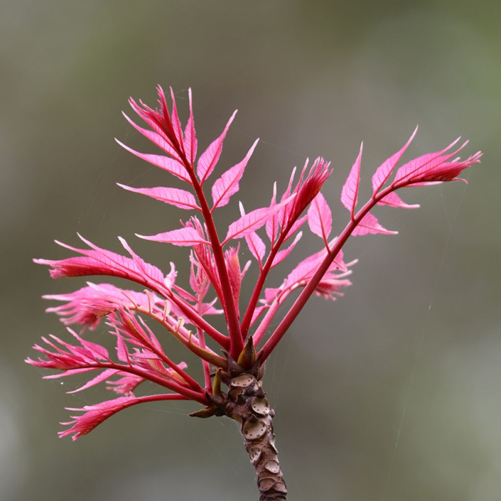 Toona sinensis Flamingo - Chinese Mahogany