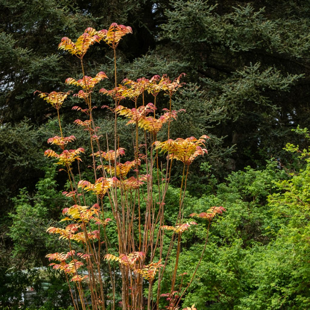 Toona sinensis Flamingo - Chinese Mahogany