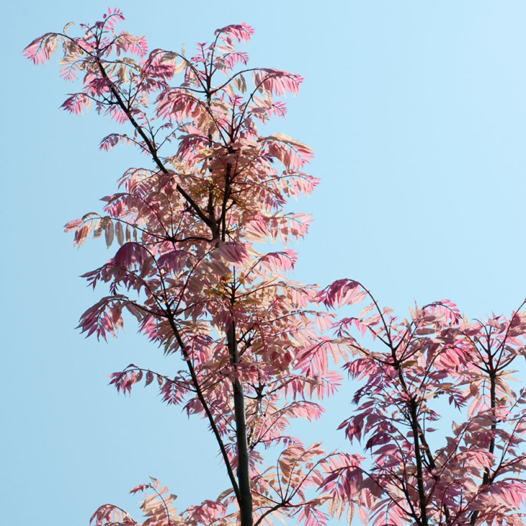 Toona sinensis Flamingo - Chinese Mahogany
