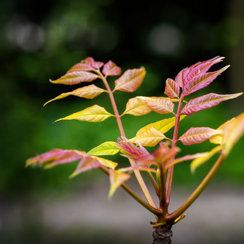 Toona sinensis Flamingo - Chinese Mahogany
