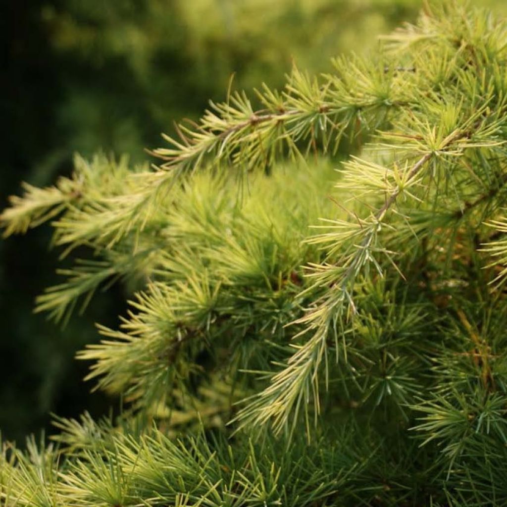 Cedrus deodara Aurea - Himalayan Cedar