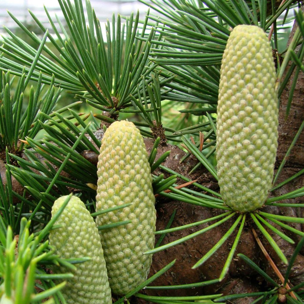 Cedrus libani - Lebanese Cedar