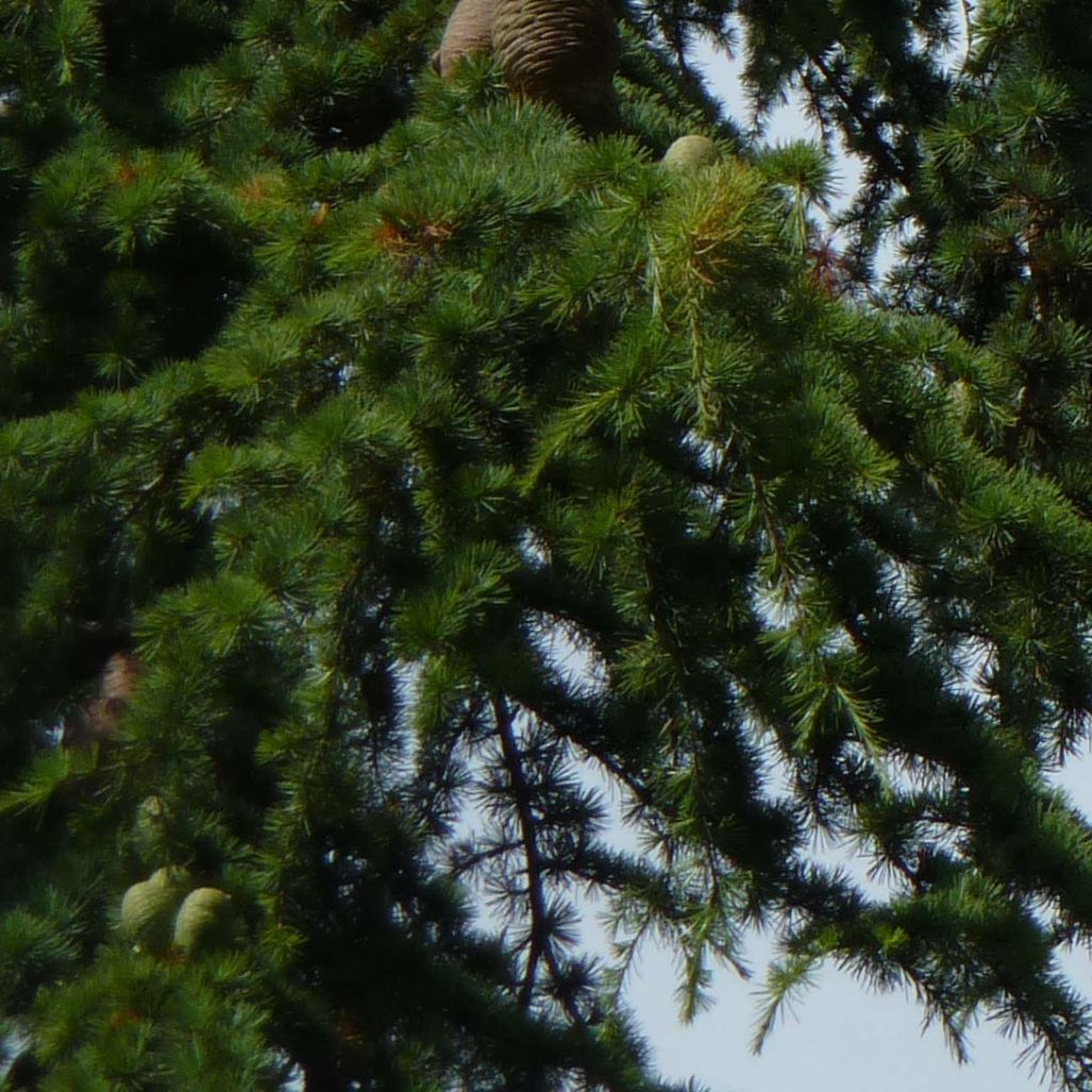 Cedrus libani - Lebanese Cedar