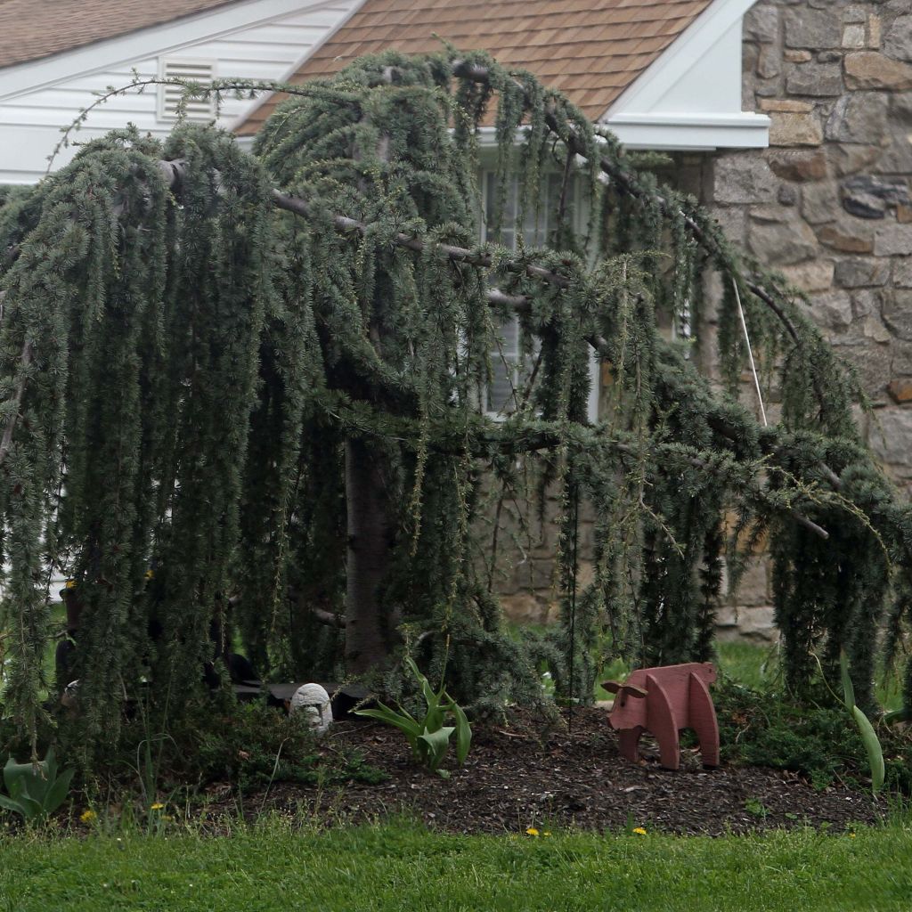 Cedrus libani atlantica Pendula - Lebanese Cedar