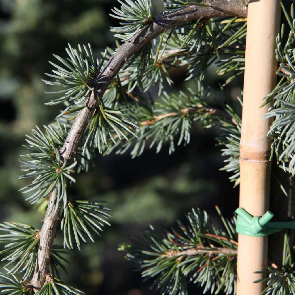 Cedrus libani atlantica Pendula - Lebanese Cedar