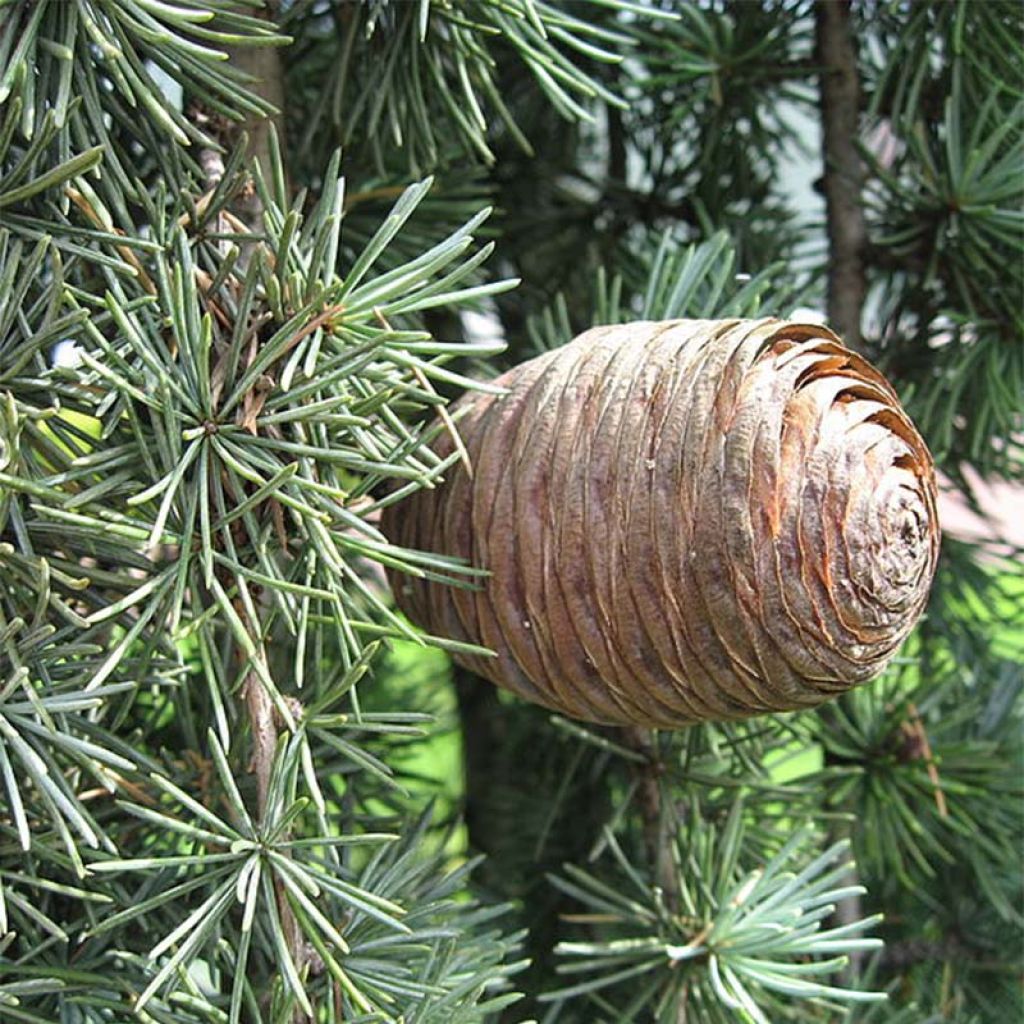 Cedrus libani atlantica Pendula - Lebanese Cedar