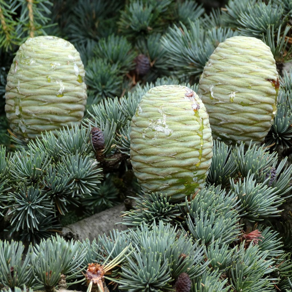 Cedrus deodara seeds - Himalayan Cedar