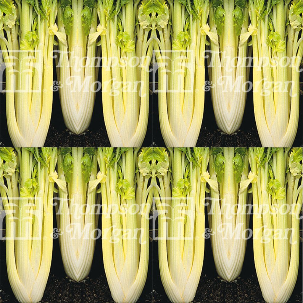 Lathom Self Blanching Celery - Apium graveolens
