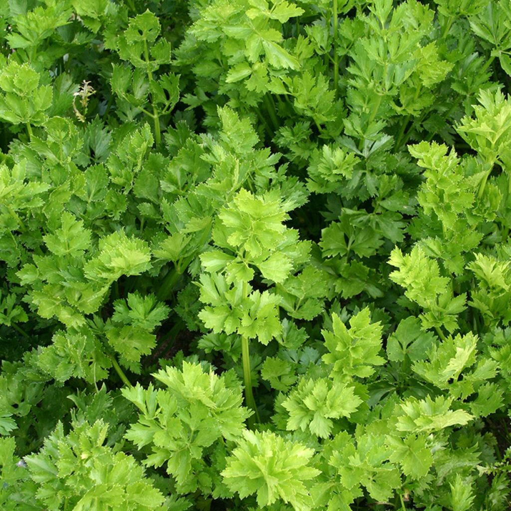 Celery Secalinum organic seeds - Apium graveolens