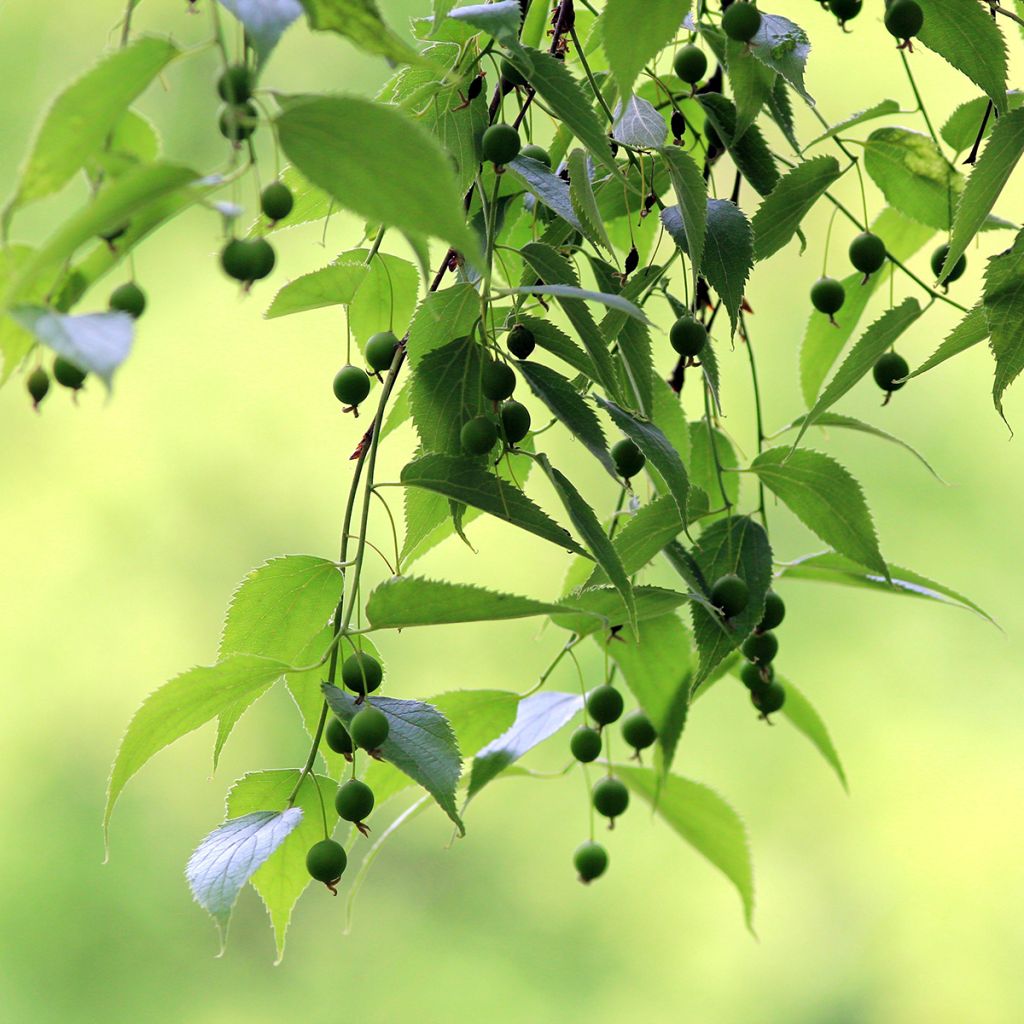 Celtis australis seeds