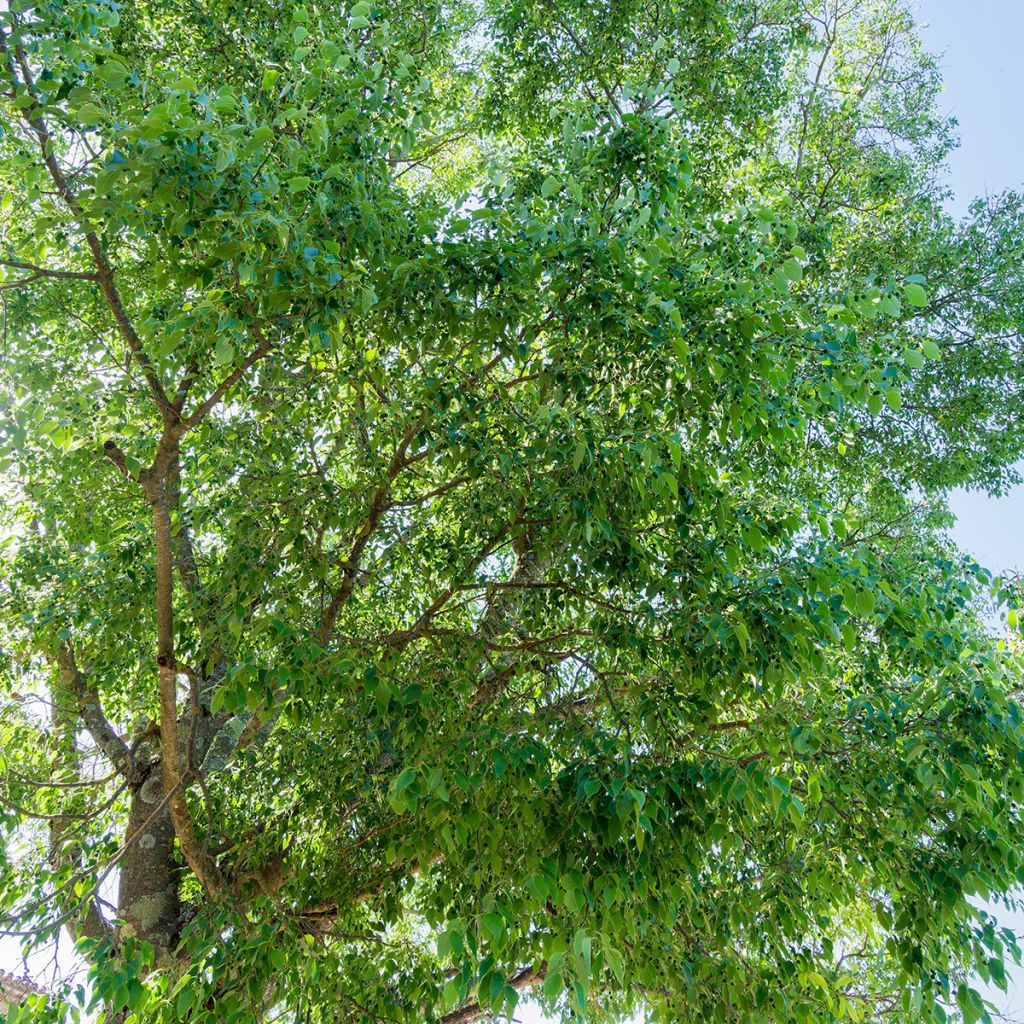 Celtis australis seeds