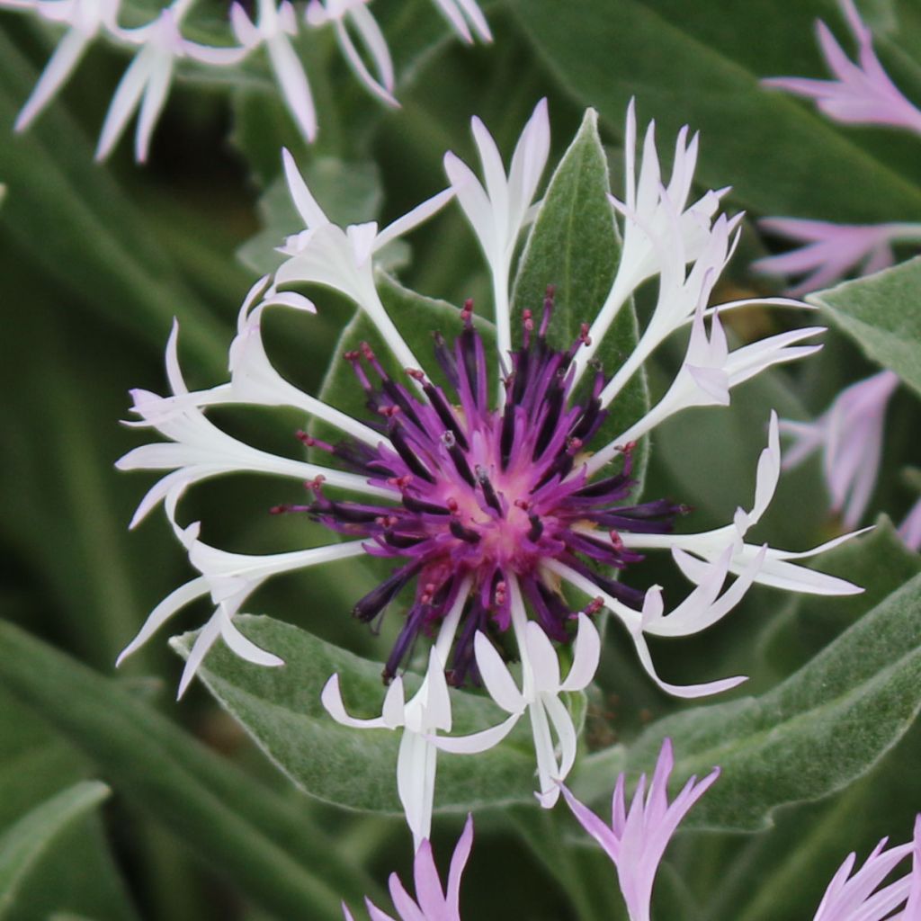 Centaurea montana Amethyst in Snow