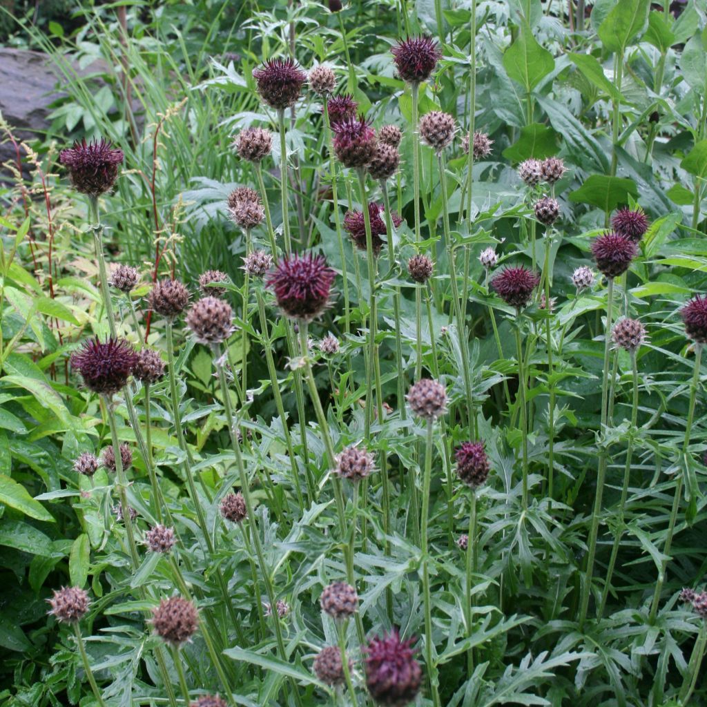Centaurea atropurpurea