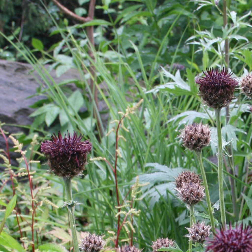 Centaurea atropurpurea