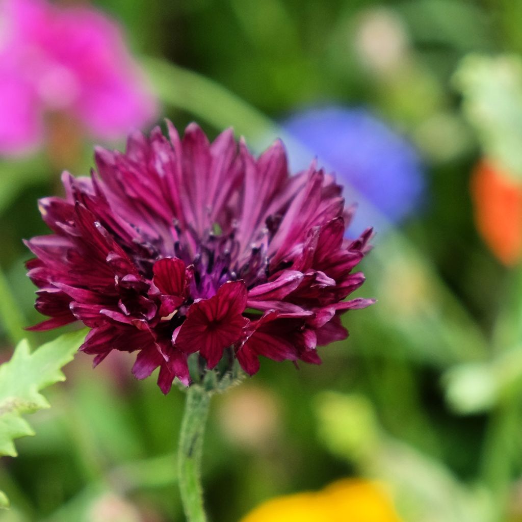 Centaurea cyanus Black Ball