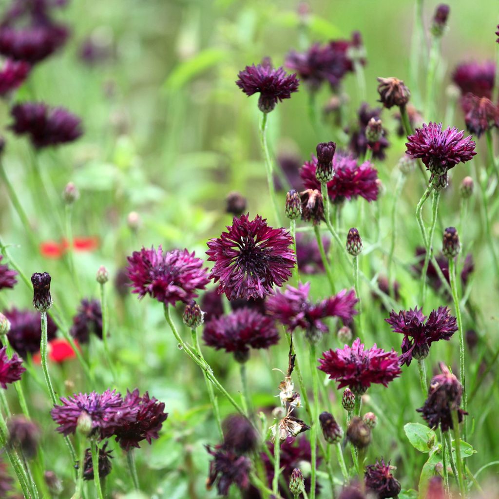 Centaurea cyanus Black Ball