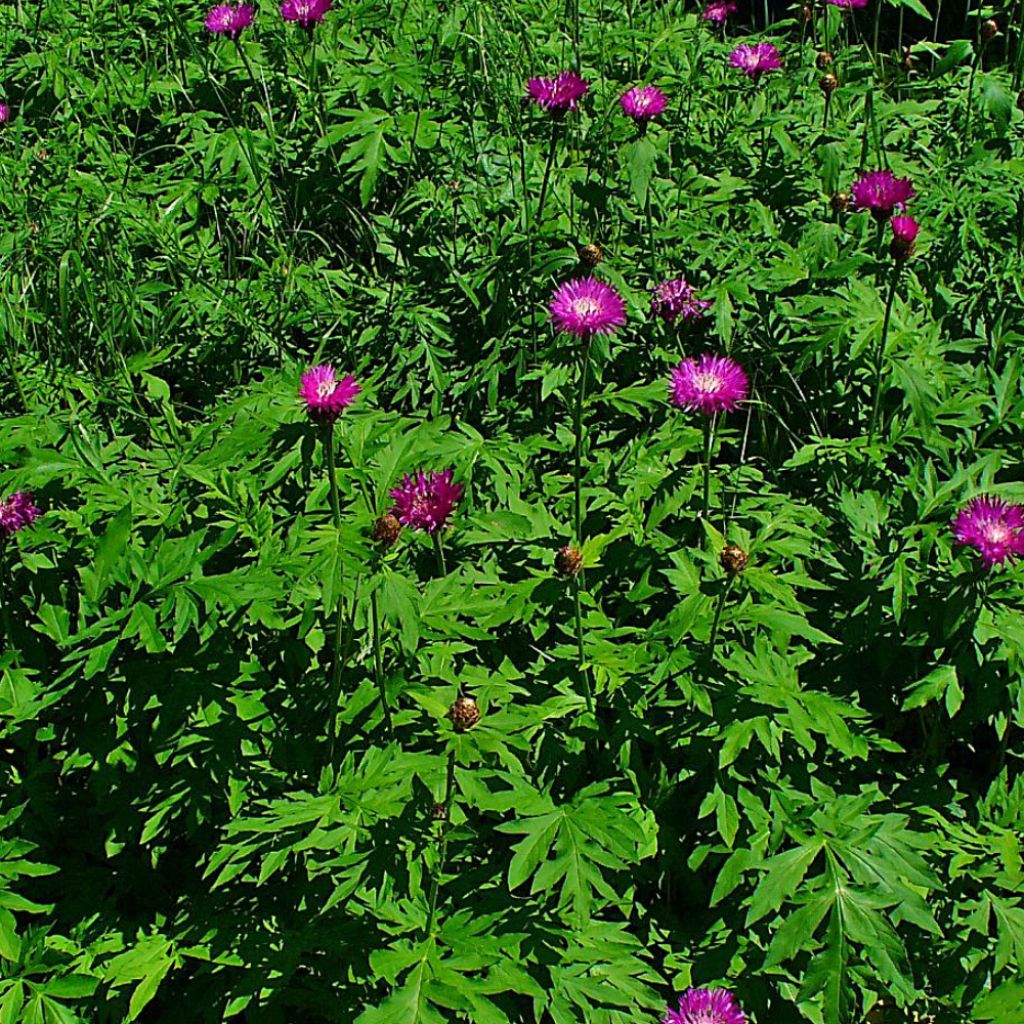 Centaurea dealbata Stenbeergii