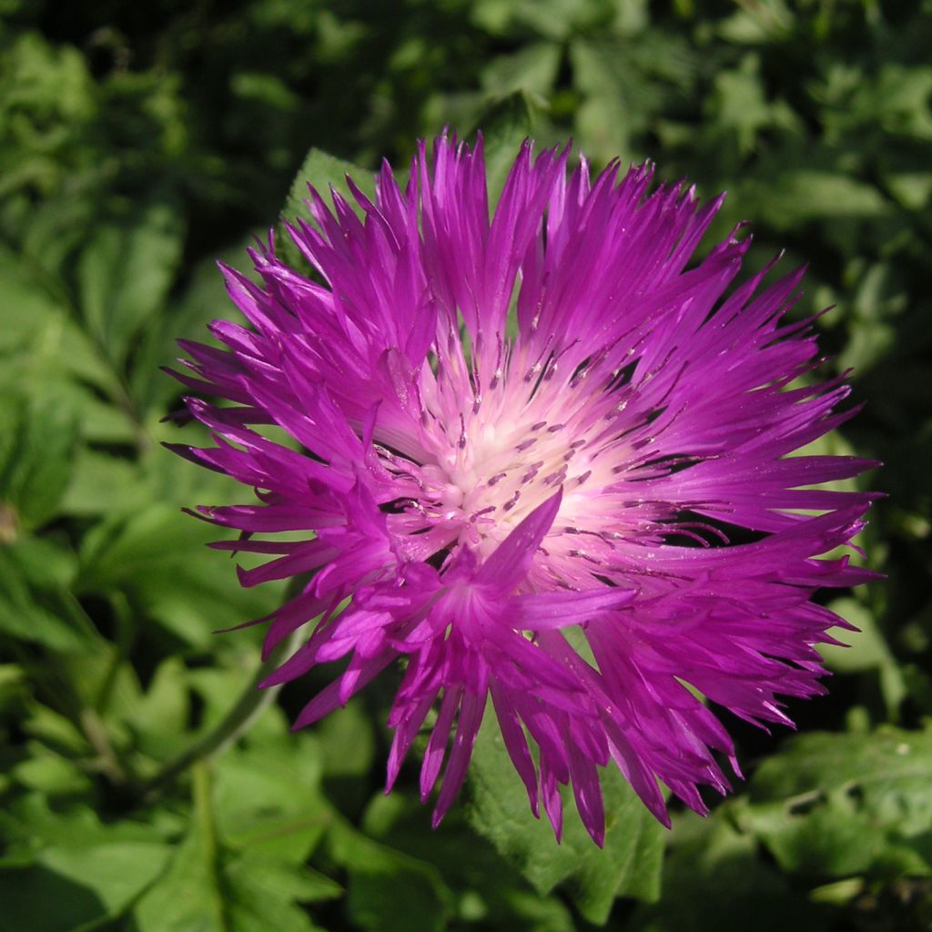 Centaurea dealbata Stenbeergii