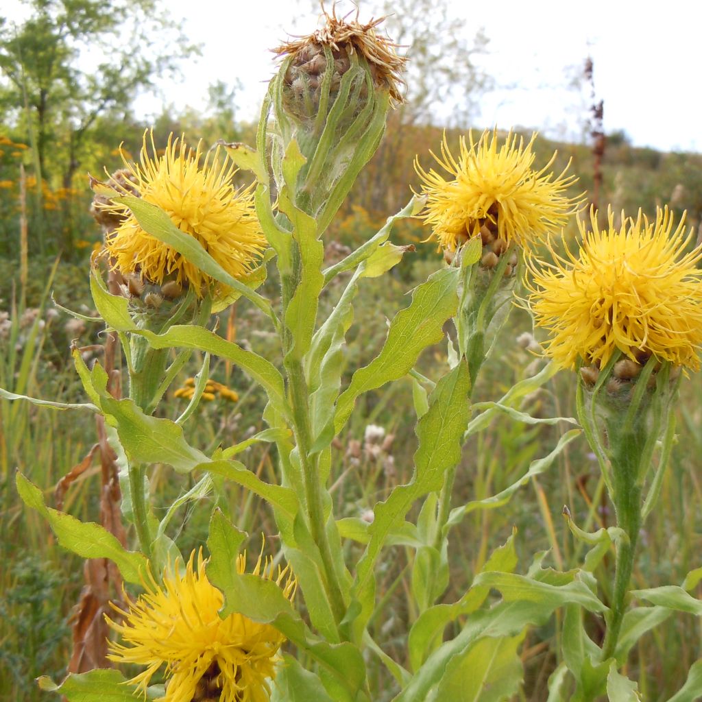Centaurea macrocephala