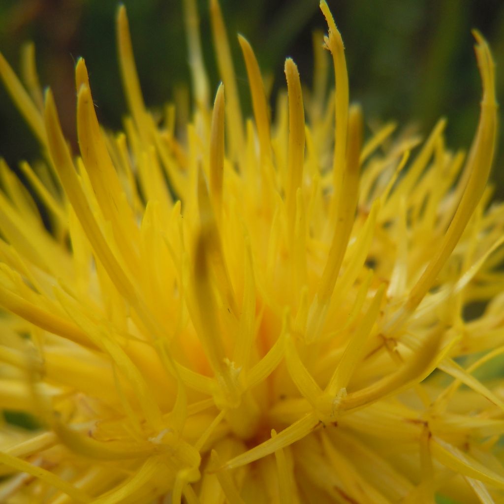 Centaurea macrocephala