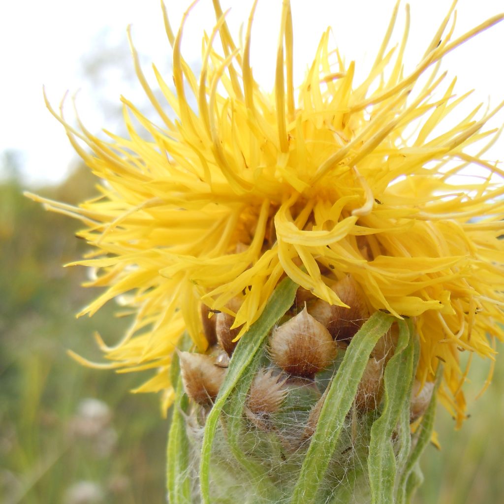 Centaurea macrocephala