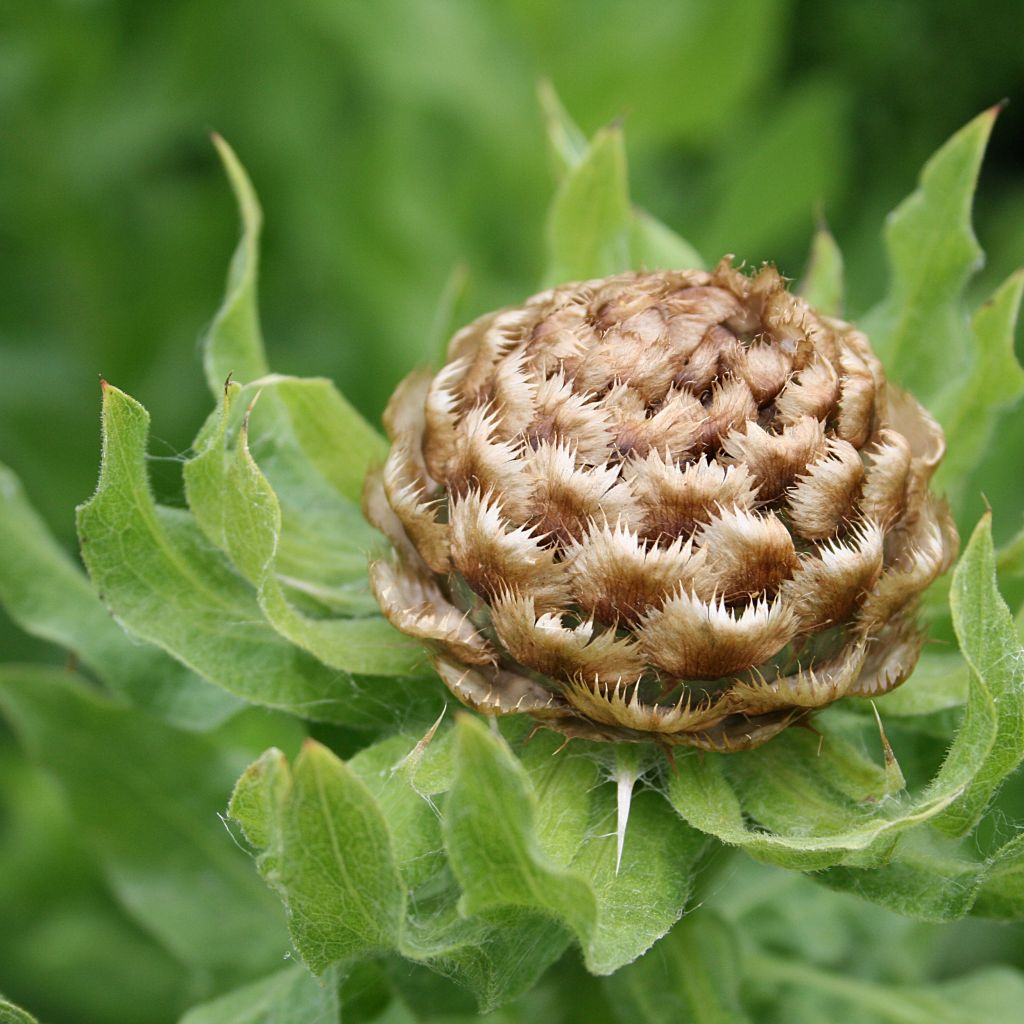 Centaurea macrocephala