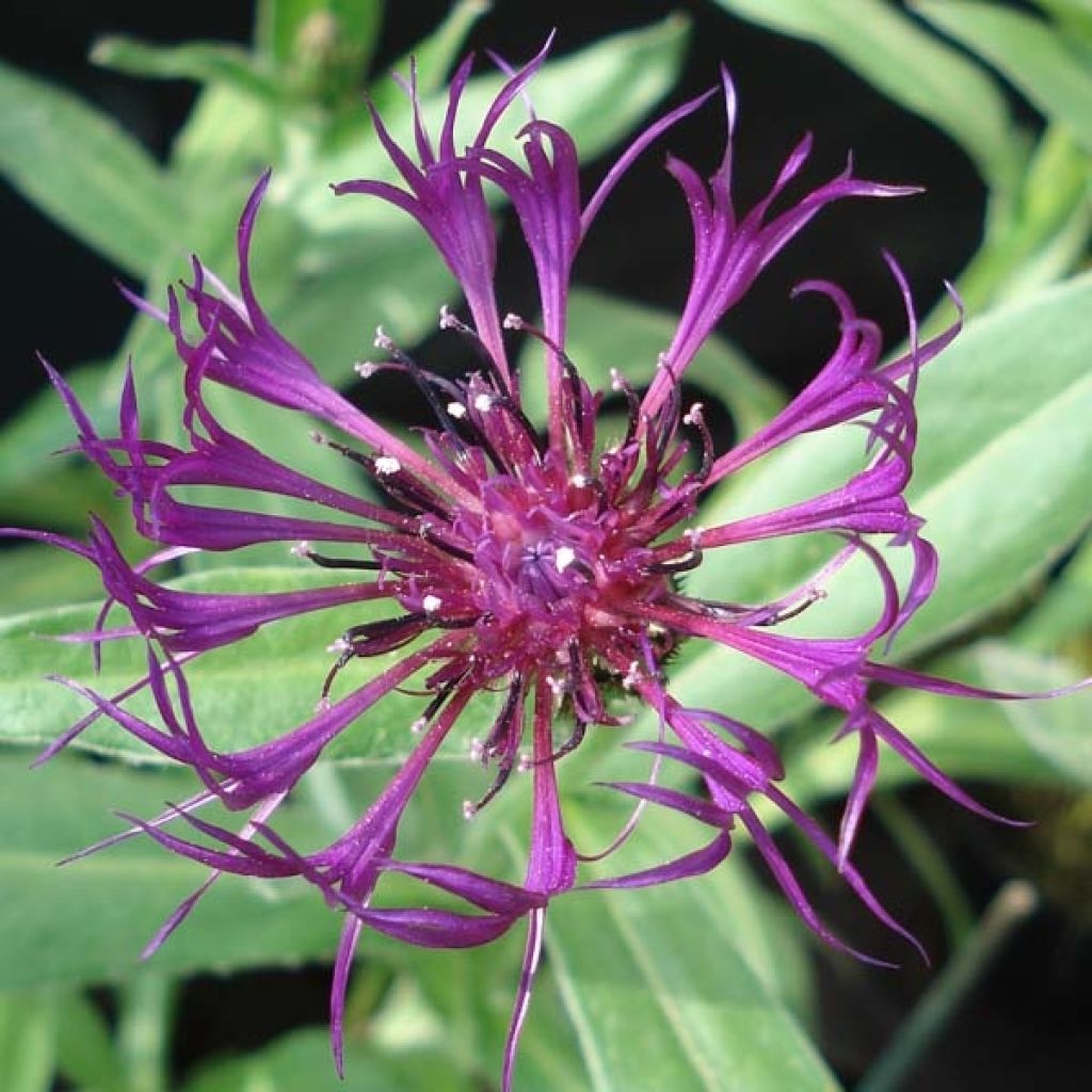 Centaurea montana Amethyst Dream