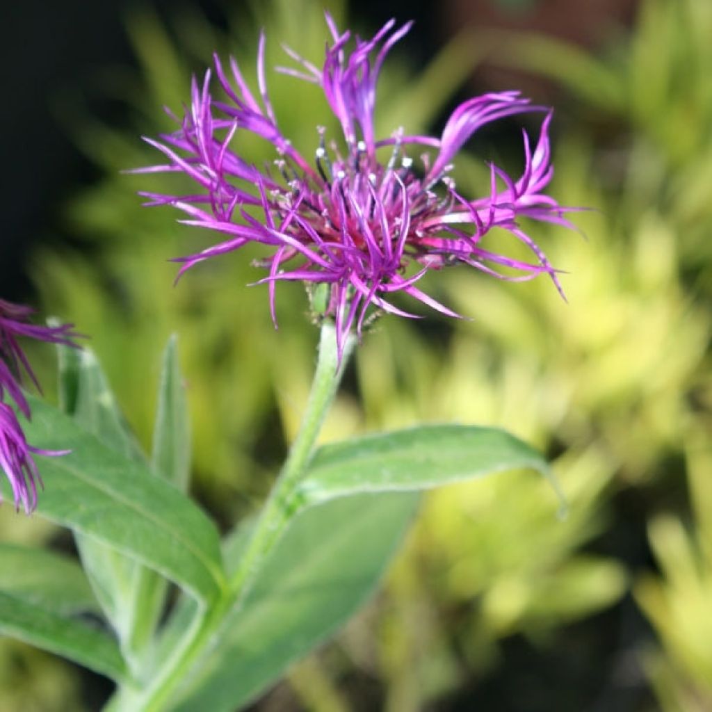 Centaurea montana Amethyst Dream