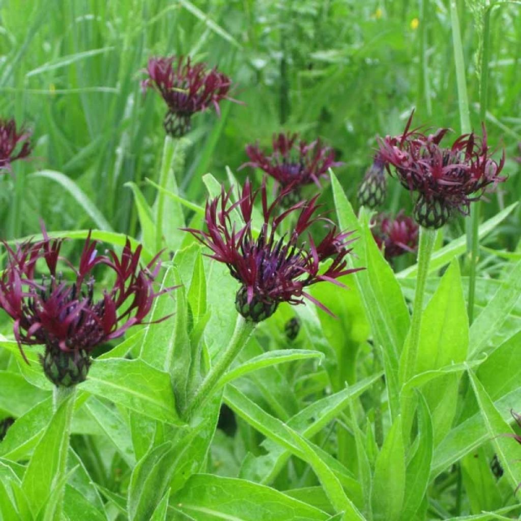 Centaurea montana Jordy