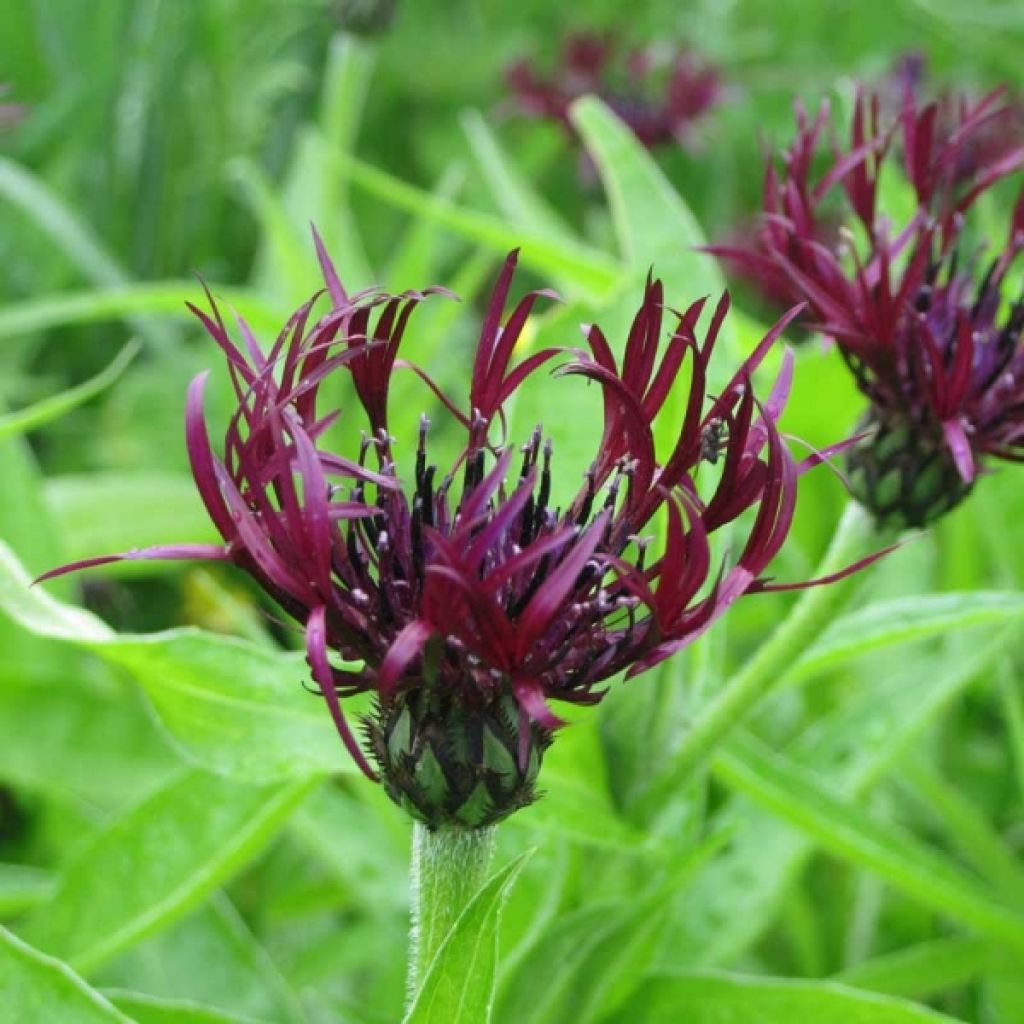 Centaurea montana Jordy