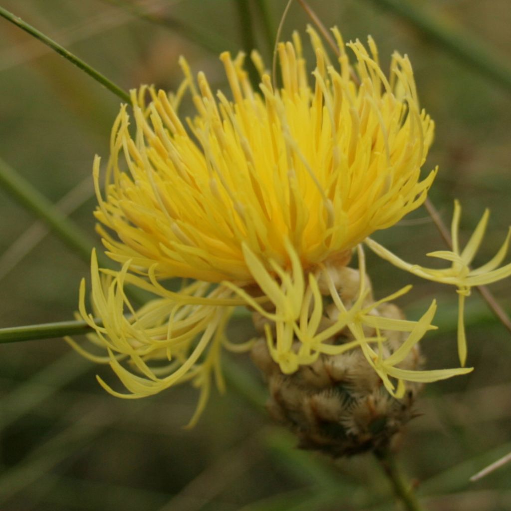 Centaurea orientalis